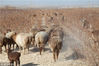 2018年2月3日，新疆哈密 二堡镇，牧民别克家的50只小羊羔单独放在圈里，非常可爱，有的甚至面对人看起来微笑着！孙继虎 /视觉中国