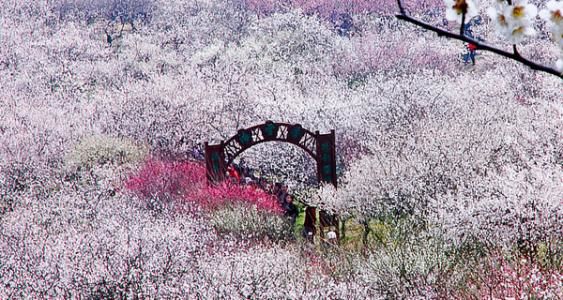 【苏州香雪海】