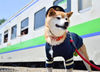 当地时间2017年6月17日，日本新十津川町，当地火车站的狗站长Lala通过社交网络获得大量粉丝关注。