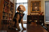 当地时间2018年1月9日，美国波士顿，12周大的魏玛猎狗Riley在波士顿美术馆拍照。Riley正式成为美术馆的工作犬，职责是保护艺术品不被害虫破坏。
