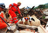 2014年8月4日，四川泸州市山地救援队的搜救明星犬“猪猪”在鲁甸地震灾区。