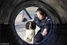 2015年2月4日，在内蒙古呼和浩特铁路公安局警犬训练基地，薛娟子正在对缉毒犬“艾迪”进行使用性训练。