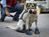 当地时间2017年9月22日，墨西哥墨西哥城，一只搜救犬带上专业护具帮助搜寻地震失踪人员。