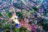 2018年2月8日，南京梅花山进入盛花期，姹紫嫣红，美不胜收。航拍梅花山，换个角度看，别有一番景色。nan97/视觉中国
