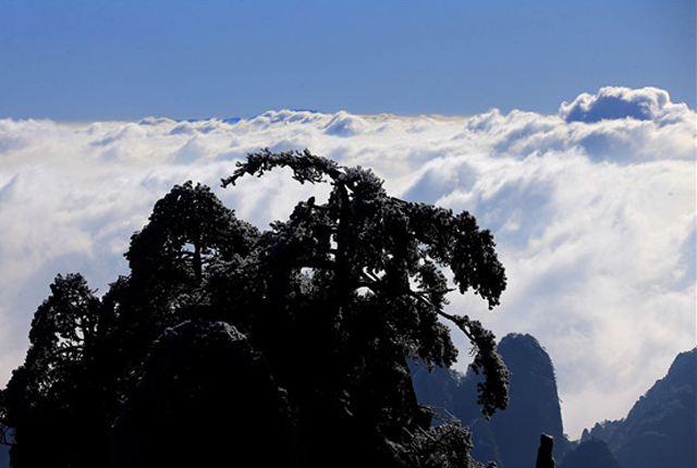安徽黄山：雪后黄山现壮观云海