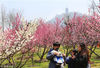 2018年3月10日，随着气温升高和晴好天气的来临，江苏南通园艺博览园迎来众多市民和游客赏梅、休闲。