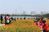 2018年3月11日，广州，海珠湖公园迎来春天的美景，南天白云下一大片硫华菊为这座城市添加色彩，市民游客纷纷前往。李志豪/视觉中国
