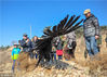 2018年3月11日，辽宁沈阳，秃鹫在野外被放飞。当日，沈阳市林业局沈阳猛禽救助中心举行2018年首次大型公益康复野放活动，这次活动放飞的都是经过救助中心救助后康复的猛禽，秃鹫1只、苍鹰3只，都是国家二级保护动物，省级保护动物乌鸦1只。  