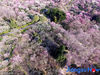 Plum trees are in full blossom at Meihua Mountain in Nanjing, capital of Jiangsu Province, March 11, 2018. As the temperature rises, the blooming plum trees attract lots of tourists in the city. [Photo/VCG]