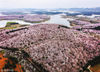 2018年3月10日，贵阳市观山湖区，街头的美丽樱花。