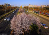 2018年3月9日，贵阳市观山湖区，街头的美丽樱花。