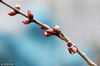 2018年3月11日，北京，春暖花开，北京明长城遗址公园内梅花花苞挂满枝头，即将迎绽放。