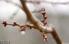 2018年3月11日，北京，春暖花开，北京明长城遗址公园内梅花花苞挂满枝头，即将迎绽放。
