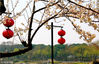 Suzhou, Jiangsu Province, Mar 11, 2018. Trees of cherry bear full blossoms and appeal to visitors to relish beautiful spring scenes around Huancheng River, Suzhou. The picture shows a scene of cherry blossoms and red festive lanterns. (Source:ourjiangsu.com Editor:Liu Yuan)