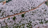 2018年3月12日，贵州安顺，航拍红枫湖半岛及平坝农场万亩樱花园内盛开的樱花丛林。