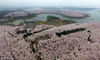 2018年3月12日，贵州安顺，航拍红枫湖半岛及平坝农场万亩樱花园内盛开的樱花丛林。