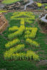 2014年3月29日，在空中航拍的浙江丽水青田创意油菜花。
