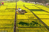 2016年3月20日，湖北宜昌，在夷陵区分乡镇南垭村航拍的“农耕图”点缀油菜花田的风景。