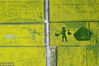 2017年3月26日，航拍湖北省宜昌市夷陵区分乡镇南垭万亩油菜花田呈现一幅“花田农夫”抢收春景图。