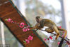 2018年3月14日，重庆永川，松鼠猴爬上花枝捕蜜蜂。