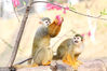 2018年3月14日，重庆永川，松鼠猴摘下花朵来欣赏。