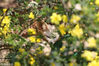 2018年3月15日，重庆永川，一只耳廓狐在花丛里悠闲地眯着眼晒着太阳享受春暖好时光。