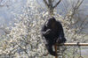 2018年3月15日，重庆永川，黑猩猩“渝辉”坐在栏杆顶端眺望梨花。王成杰/视觉中国