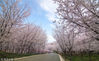 2018年3月15日，地处贵州省贵安新区的平坝万亩樱花园的50万株樱花竞相绽放。场面美丽壮观，前来游玩赏花的游客络绎不绝。