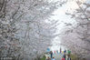 2018年3月15日，地处贵州省贵安新区的平坝万亩樱花园的50万株樱花竞相绽放。场面美丽壮观，前来游玩赏花的游客络绎不绝。平坝万亩樱花园占地约6000多亩，栽种樱花50多万株，每到春季樱花绽放，美丽非凡，是国内值得一去的赏樱目的地之一。赵欣/视觉中国
