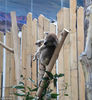 2018年03月15日，江苏省南京市，当日，南京市红山森林动物园考拉馆正式开馆，2只来自澳大利亚的考拉与广大市民见面。首届考拉艺术生活节同日开始。