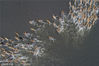 2018年3月17日，在江苏省南通市海安县白甸镇官垛村，近千只鸭子在水中追逐、嬉闹，构成了一幅幅美丽的图案。