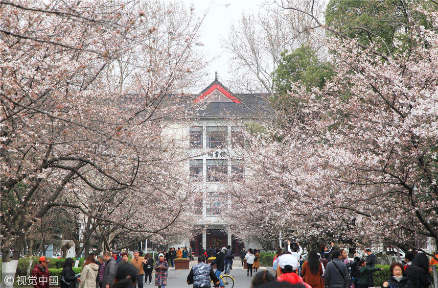 2018年3月17日,随着季节变换气温升高,南京林业大学校园内的"樱花大道