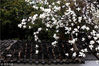 2018年3月18日，江苏淮安，清宴园内玉兰花含苞绽放，在雨中更显精神艳美、婀娜多姿。