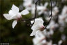 2018年3月18日，江苏淮安，清宴园内玉兰花含苞绽放，在雨中更显精神艳美、婀娜多姿。