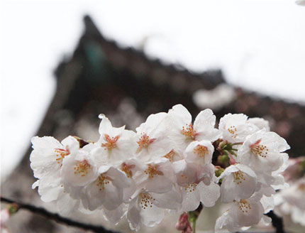 Spring of Nanjing: Sakura in the Rain
