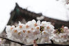 Sakura in the famous “Sakura Avenue” of Nanjing’s Jiming Temple blossoms in the rain on March 18th, 2018. The sakura is even more charming with the touch of gentle raindrops, attracting tourists to take pictures. (Visual China/Rong Jingtou)

