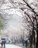 Sakura in the famous “Sakura Avenue” of Nanjing’s Jiming Temple blossoms in the rain on March 18th, 2018. The sakura is even more charming with the touch of gentle raindrops, attracting tourists to take pictures.