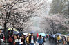 Sakura in the famous “Sakura Avenue” of Nanjing’s Jiming Temple blossoms in the rain on March 18th, 2018. The sakura is even more charming with the touch of gentle raindrops, attracting tourists to take pictures.