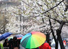 Sakura in the famous “Sakura Avenue” of Nanjing’s Jiming Temple blossoms on a rainy day, March 18th, 2018.