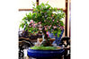 Part of the begonia bonsai exhibition in Zhenjiang, East China's Jiangsu province, on March 19.