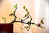 Part of the begonia bonsai exhibition in Zhenjiang, East China's Jiangsu province, on March 19. 