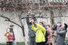 2018年3月3日，南京，南京鸡鸣寺路上樱花“消息树”率先绽放，吸引了不少市民给它拍照。
