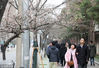 2018年3月3日，南京，南京鸡鸣寺路上樱花“消息树”吸引人。