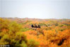 2015年10月03日，甘肃省酒泉市，一峰骆驼在甘肃省瓜州县国家级公益林西湖管护区连片柽柳林区里觅食。