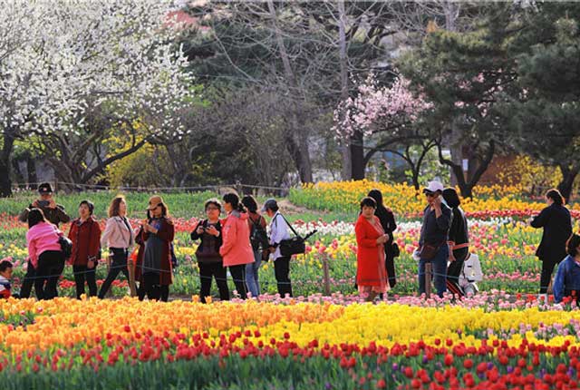 北京植物园郁金香开放  游客日益增多