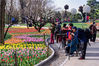 2018年4月12日，北京，2018北京植物园郁金香开始进入观赏期，开放量超30%，众多市民和摄影爱好者前来观赏拍照。