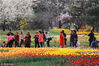 2018年4月12日，北京植物园郁金香花海将进入观赏期。靓丽的色彩，优美的造型，吸引了众多游客到此赏花。