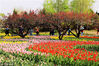 2018年4月12日，北京植物园郁金香花海将进入观赏期。靓丽的色彩，优美的造型，吸引了众多游客到此赏花。