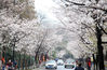 2018年3月21日，南京鸡鸣寺路的樱花进入盛花期。樱花盛开，春光无限，过往的市民赏花怡情，流连忘返。