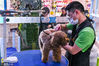 2018年4月13日，四川省成都市青羊区，一家宠物护理中心，宠物狗们在做洗澡和美容。